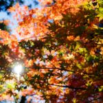 maple tree under clear skies at daytime